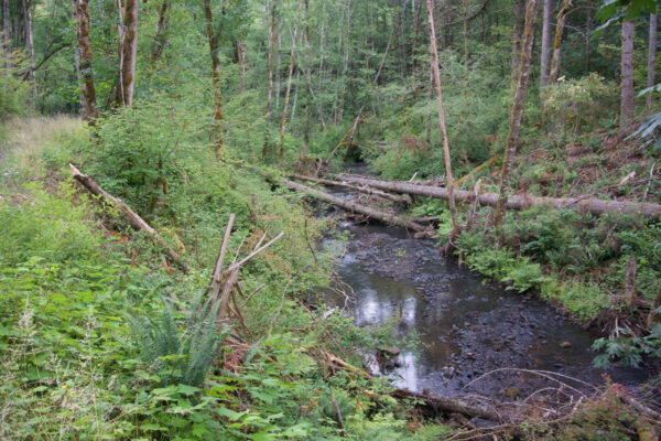 Gumboot creek restoration