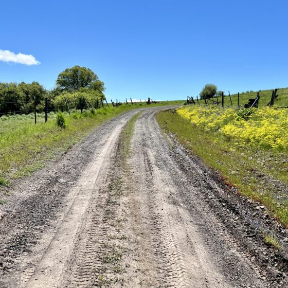 Gravel road with yellow flowers.