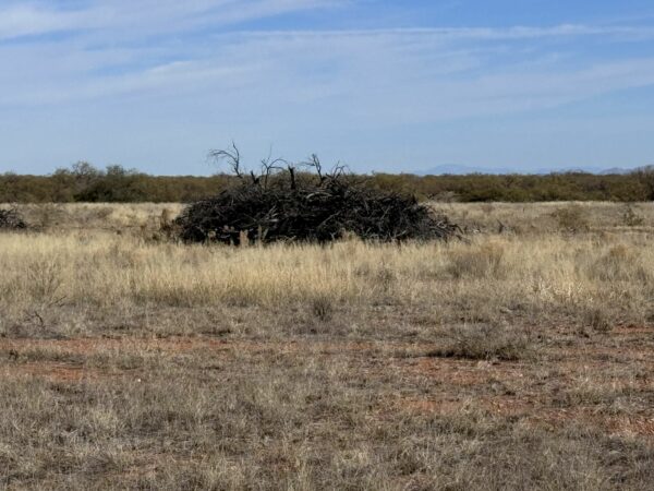 Mesquite clearing