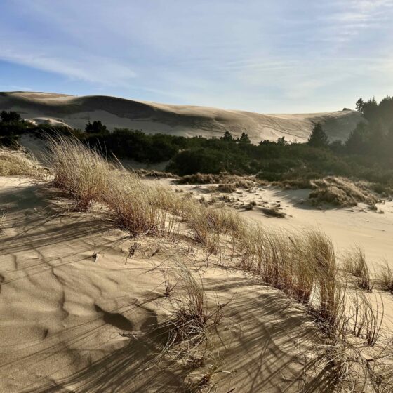 Sand dunes near Honeyman State Park.