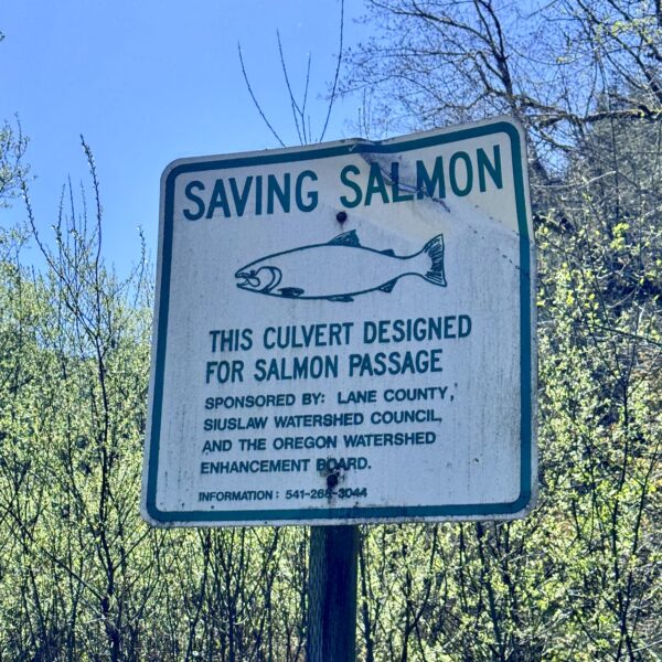 Salmon Culvert