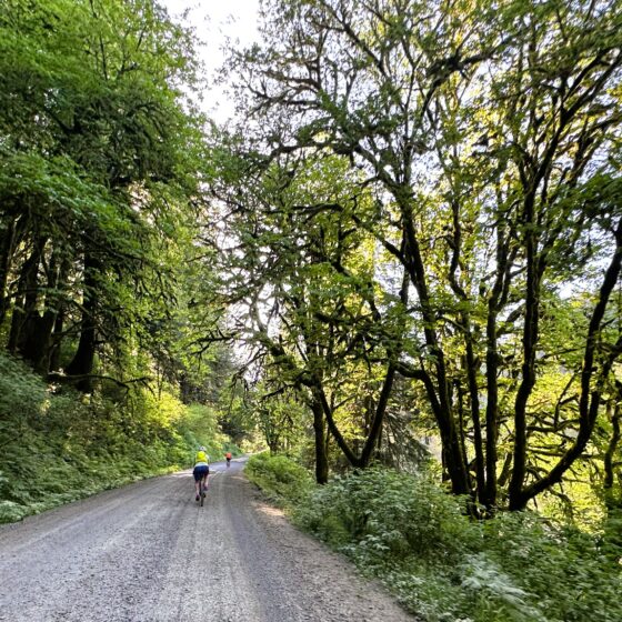 Gravel and big leaf maples