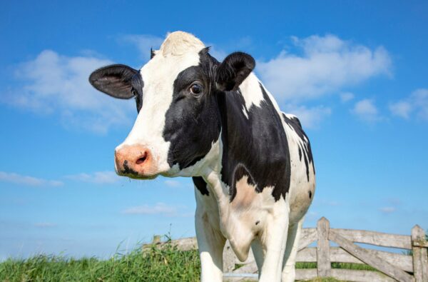 Holstein Cow