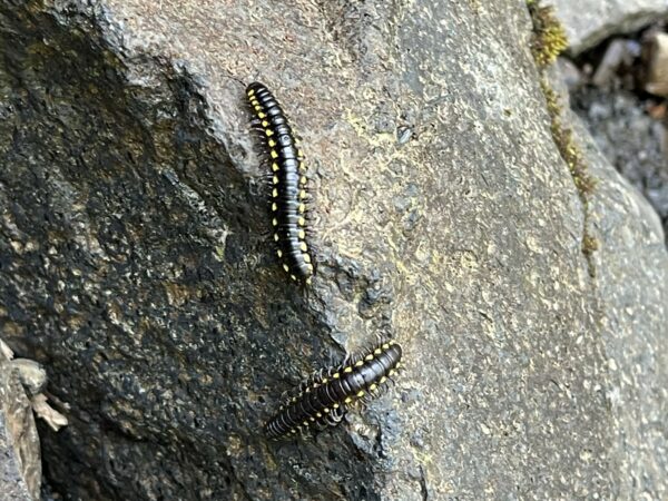 Yellow-spotted millipede