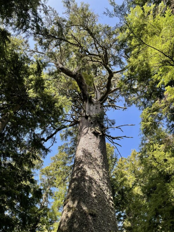 Cape Meares Big Spruce