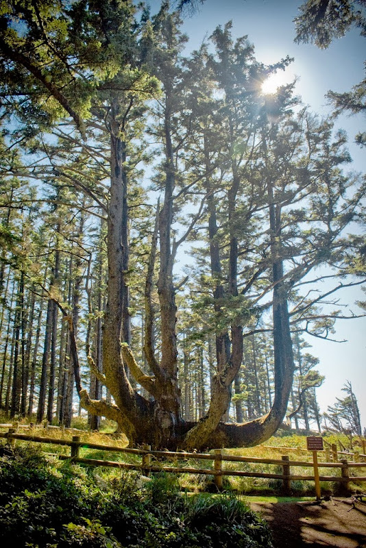 Cape Meares Octopus Tree