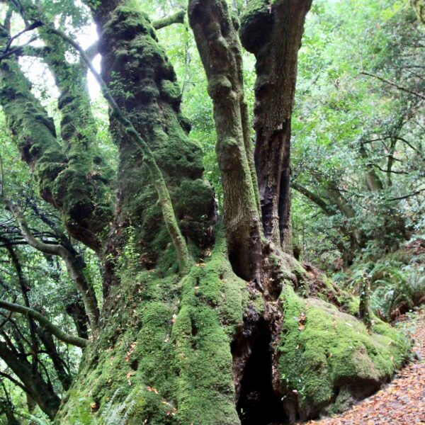 Big Myrtle Tree