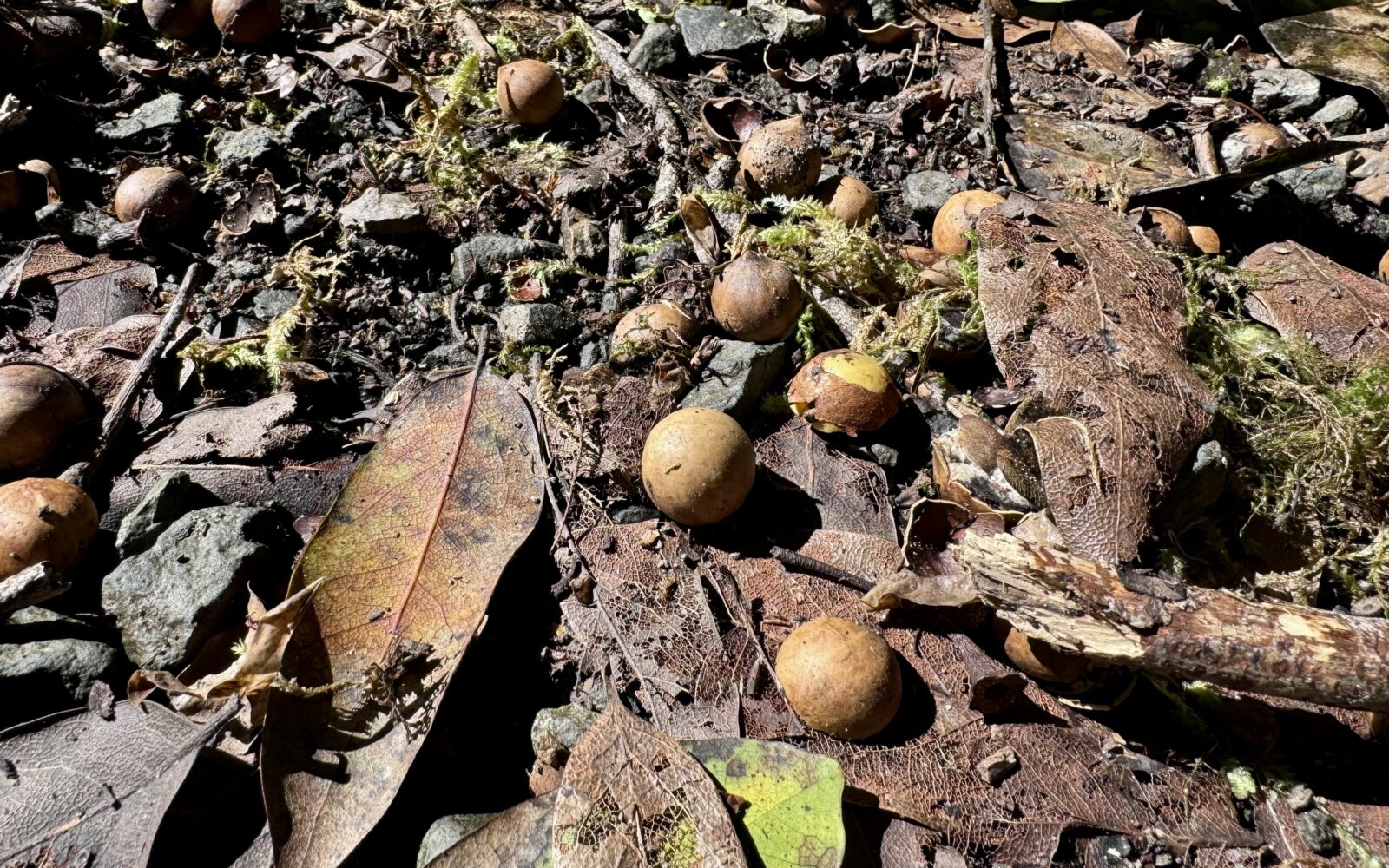 Myrtle tree seed pods