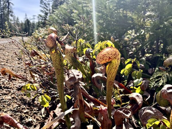 Cobra Lilly