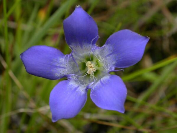 Elegant Gentian