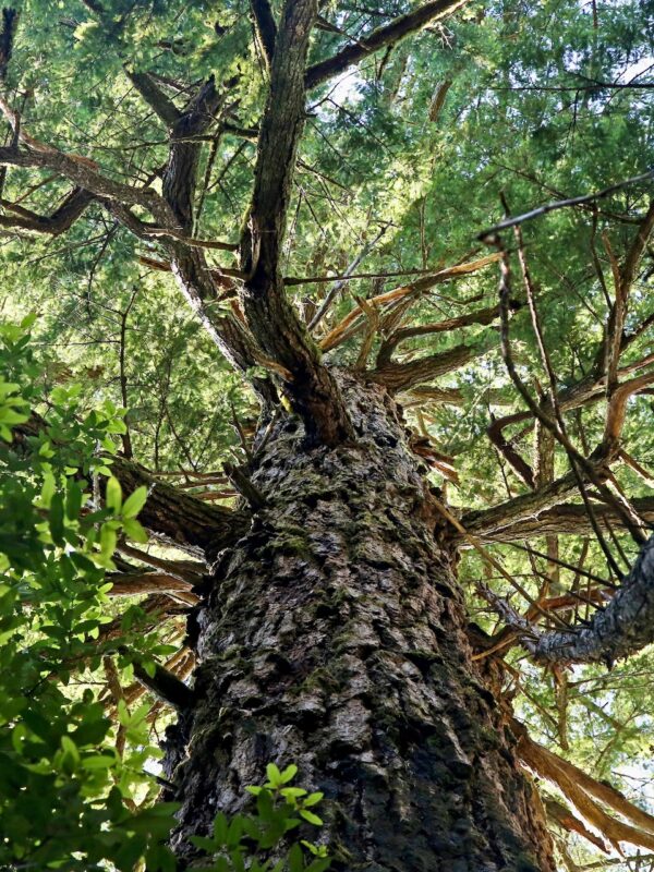 Francis Shrader Old Growth Trail