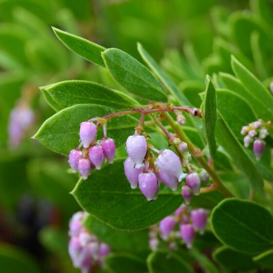 Gasquet Manzanita