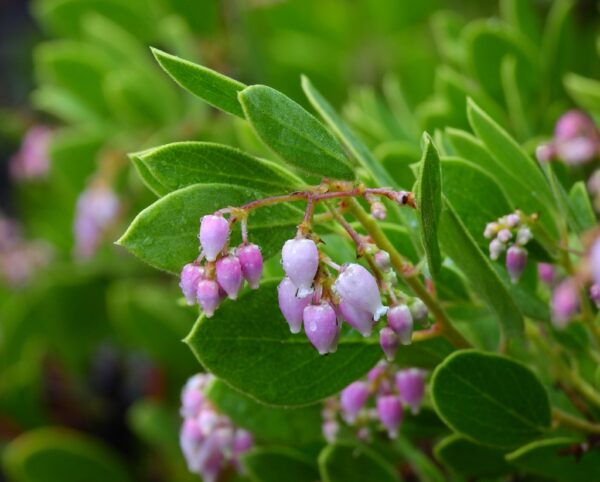 Gasquet Manzanita