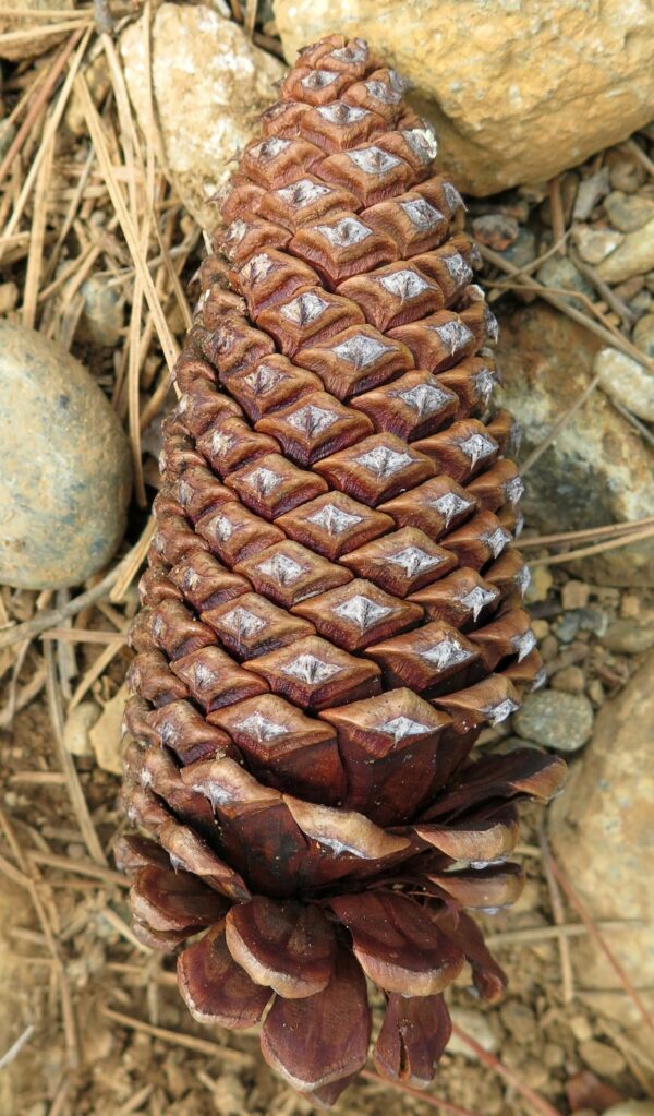 Jeffrey Pine Cone