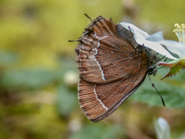 Johnson's Hairstreak butterfly