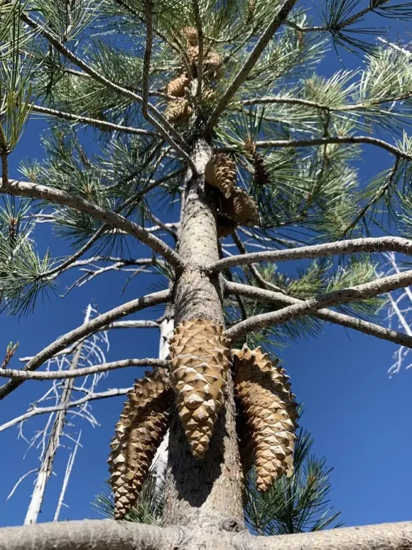 Knobcone Pine