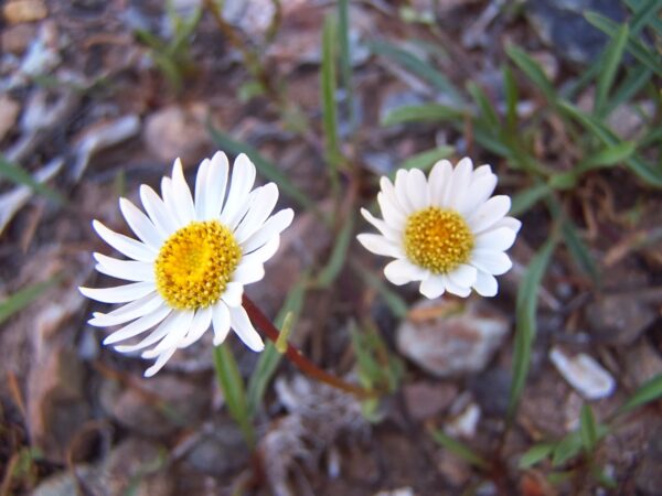 Stansell's Daisy, Oregon