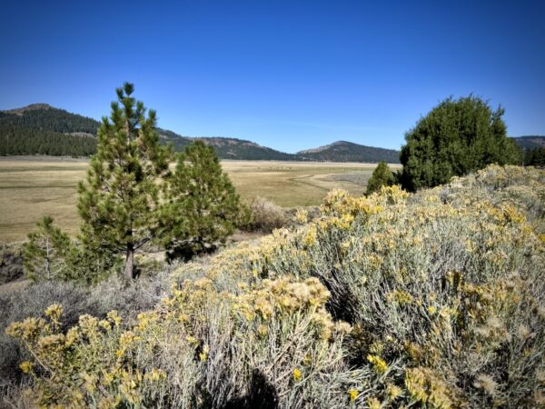 Camas Prairie, near Lakeview, Oregon