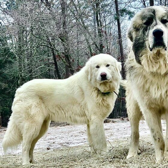 Livestock Guardian Dogs