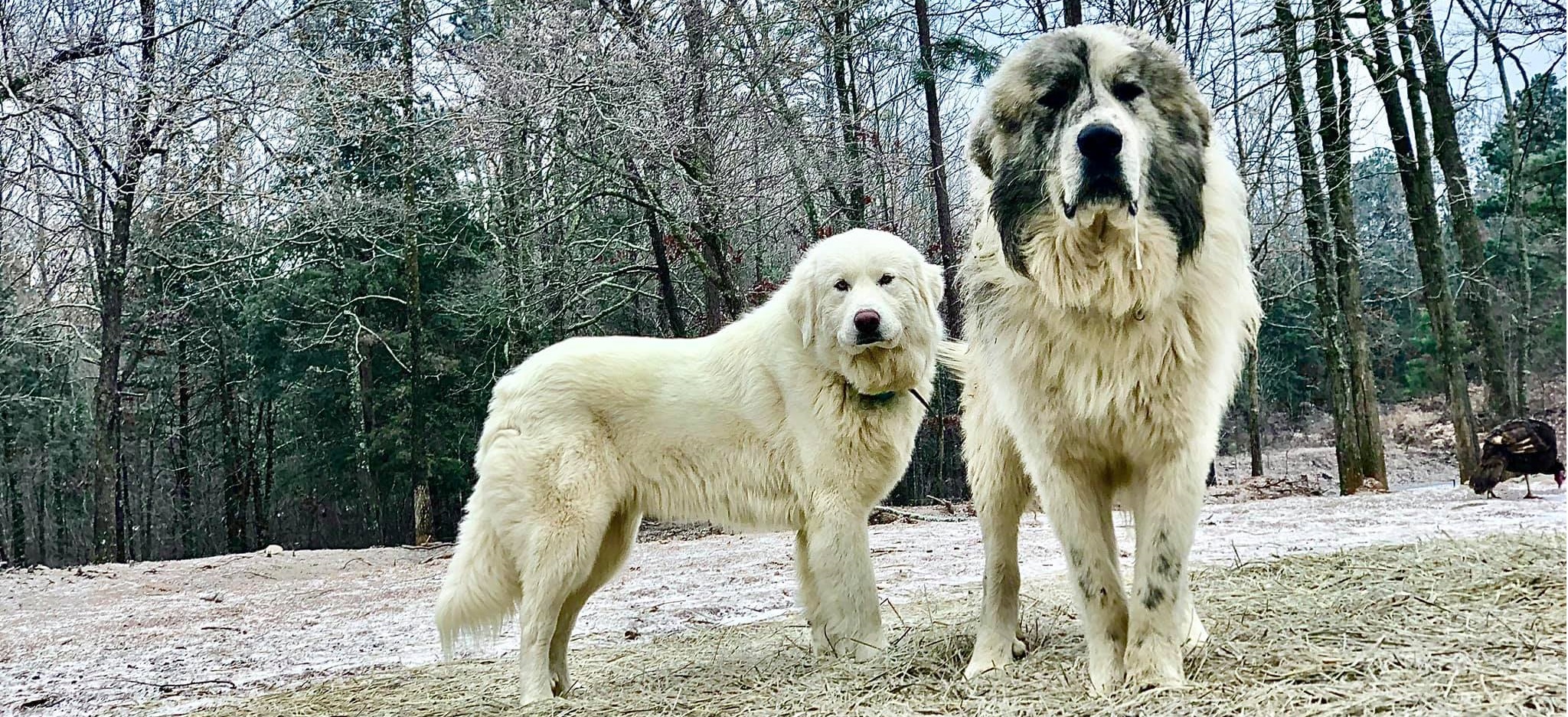 Livestock Guardian Dogs