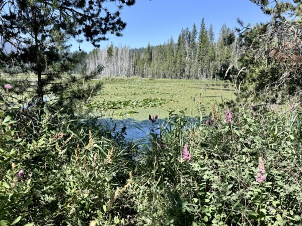 Lake of the Woods - Riparian Area