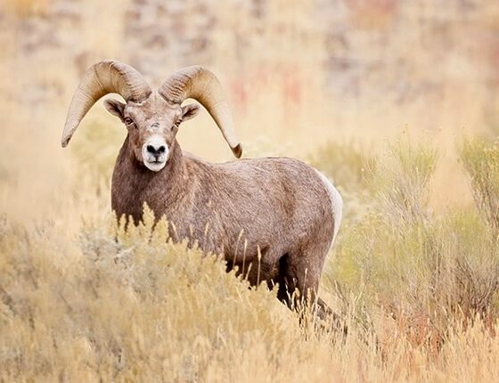 Deschutes Bighorn Sheep