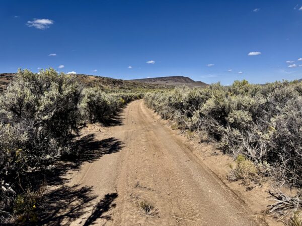 Tall Sagebrush