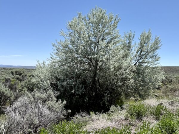 Russian Olive Tree