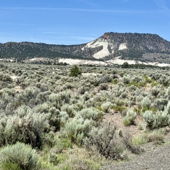 Sagebrush