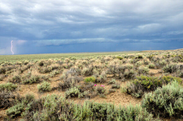 Sagebrush Steppe