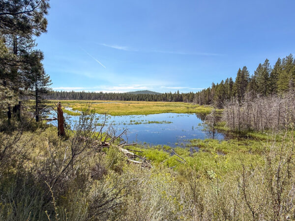 Riley Meadow along Deschutes River