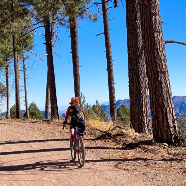 Gravel cyclist riding through New Mexico forest of trees.