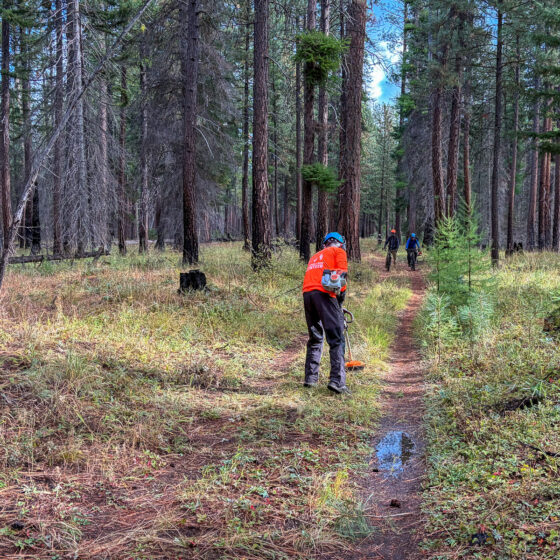 Trail work - brushing