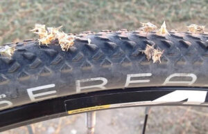 Goatheads in bike tire.