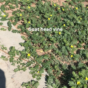 Goathead Vine