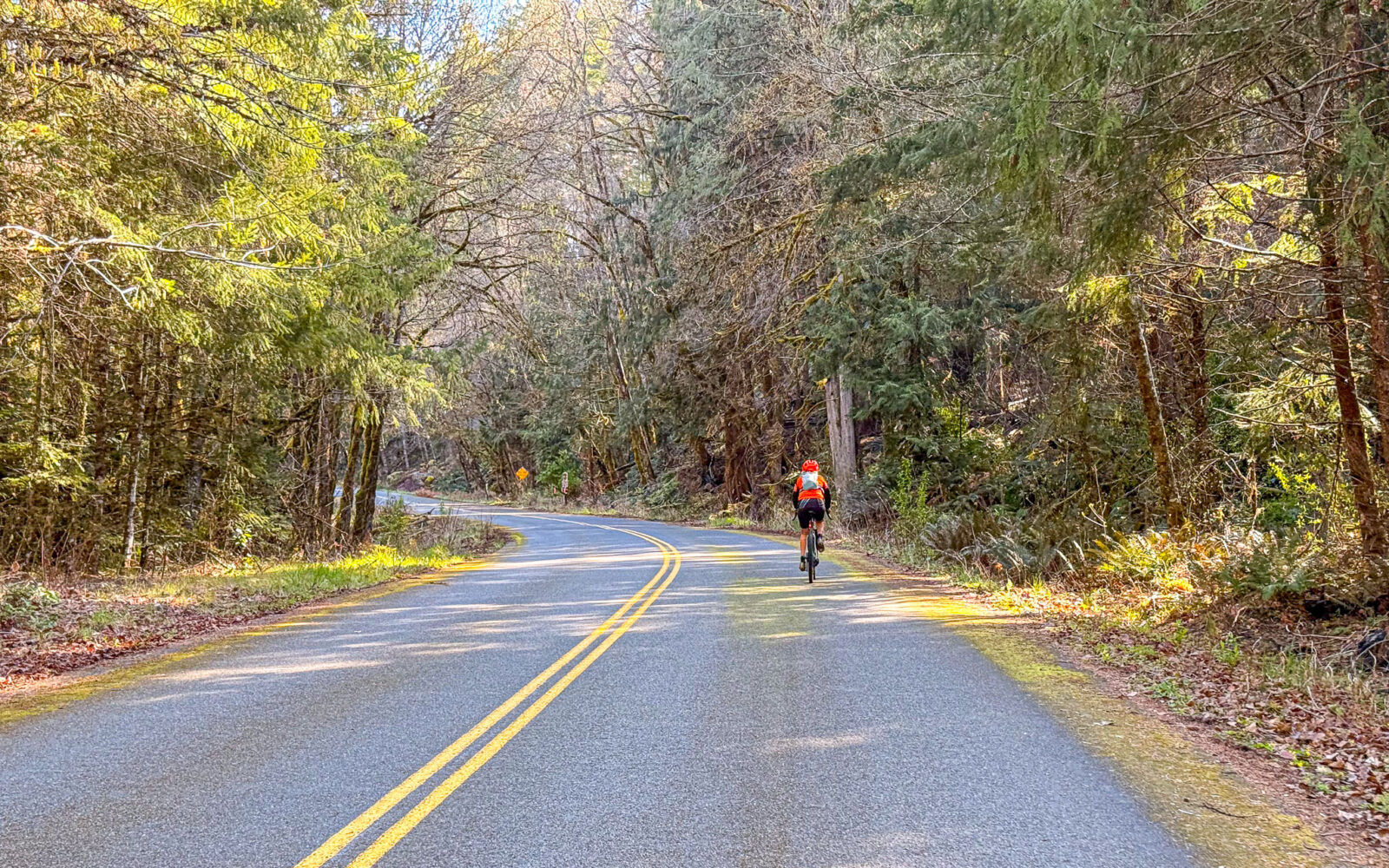 Cyclist on paved road along the Aufderheide Drive.